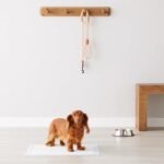 Amazon Basics Puppy Pee Pad